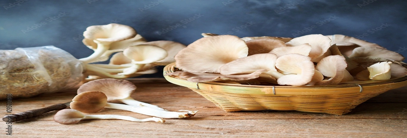 Oyester Banner 2